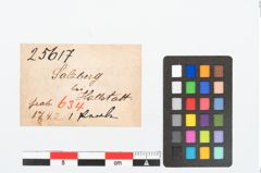 Etikett zu Glasaugenperle (NHMW-PRAE-025617)